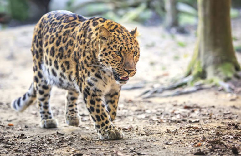 Amur leopard