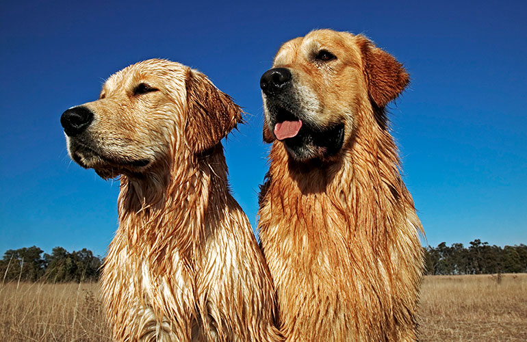 Meet these two best friends