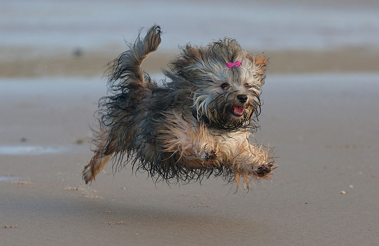 Meet this Havanese puppy