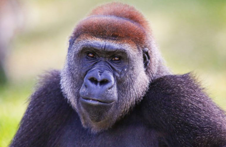Cross River gorilla