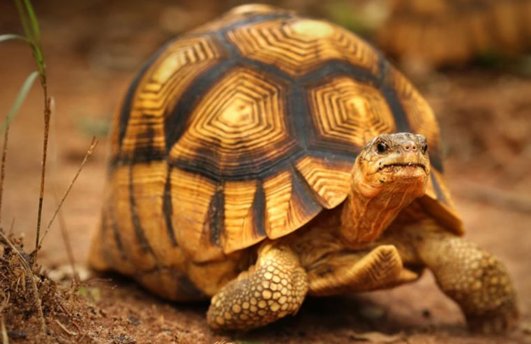 Ploughshare tortoise (Astrochelys yniphora)
