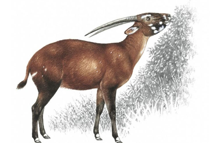 Saola