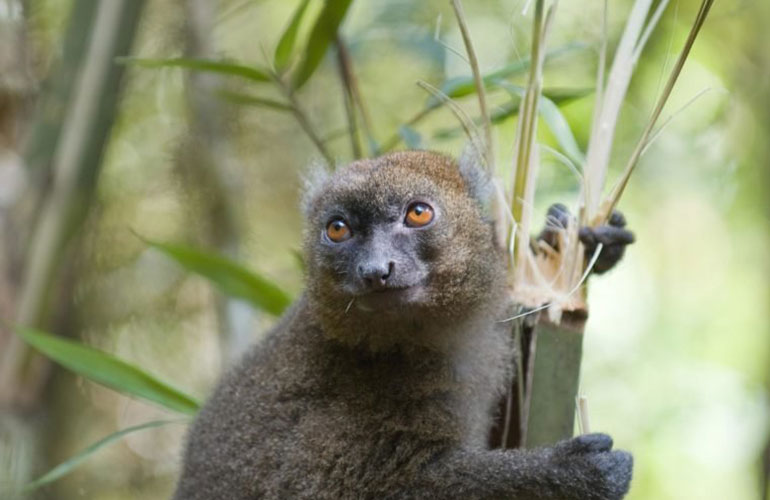 Greater bamboo lemur (Hapalemur simus)