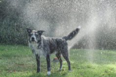 Wet dogs smell bad but try not smiling at these 15 terribly cute pooches