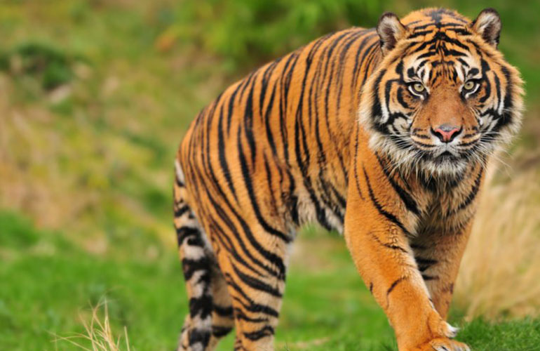 Sumatran tiger