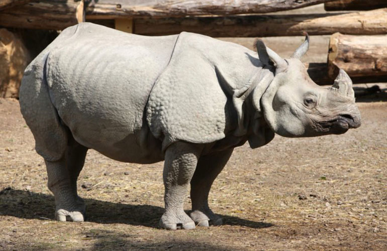 Javan rhino
