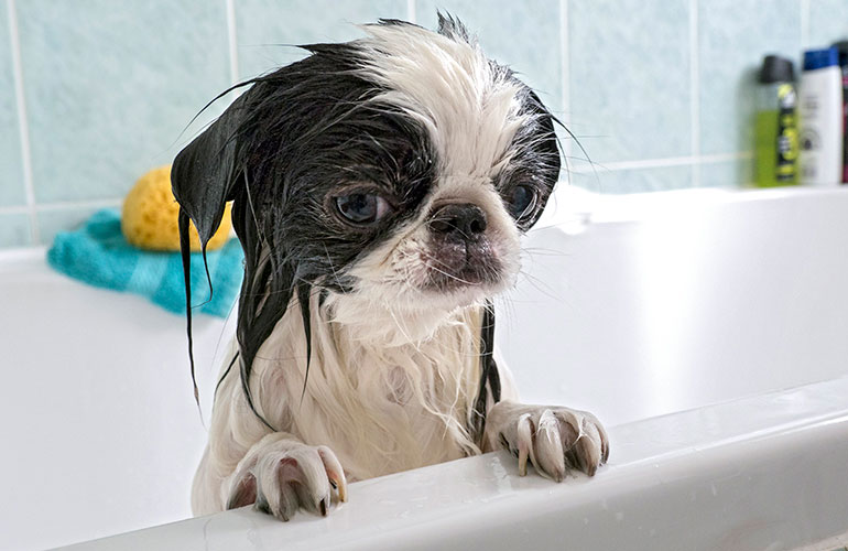 Meet this cute sombre puppy