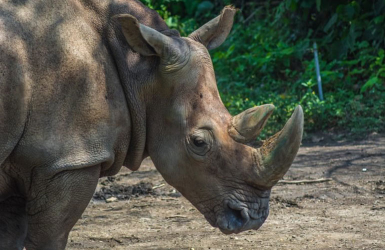 Sumatran Rhinoceros (Dicerorhinus sumatrensis)