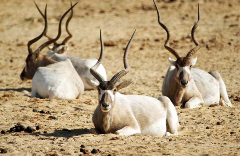 Addax