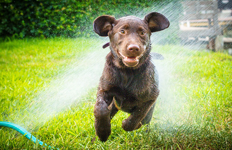 Meet the world's happiest labrador