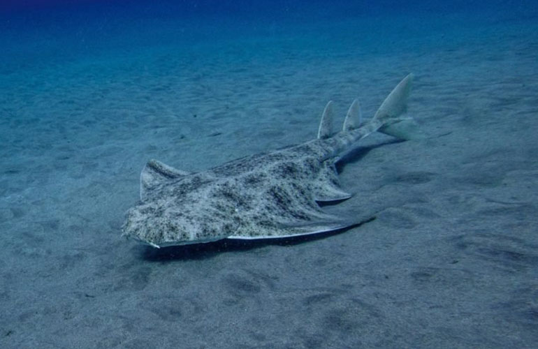 Angel shark (Squatina squatina)