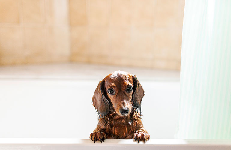 Meet this sweet little daschund