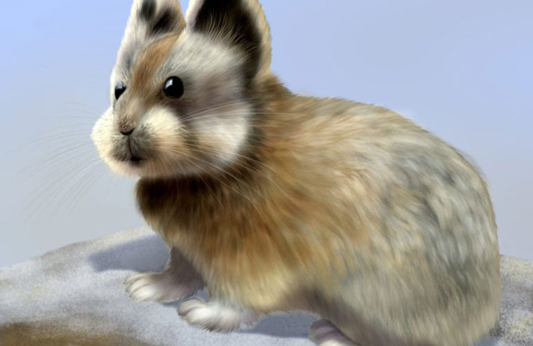 Ili Pika