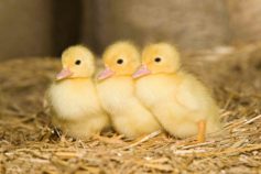 25 adorable pictures of baby animals you’ll love instantly