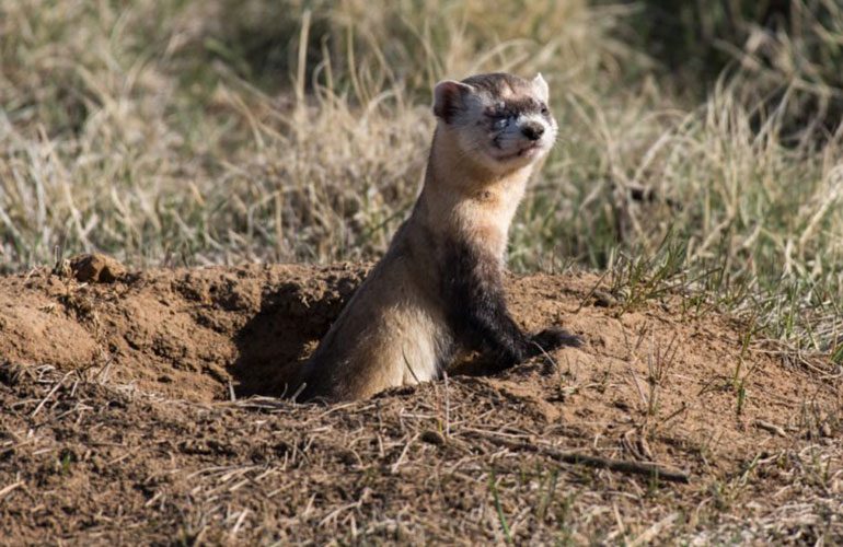 Black-footed ferret