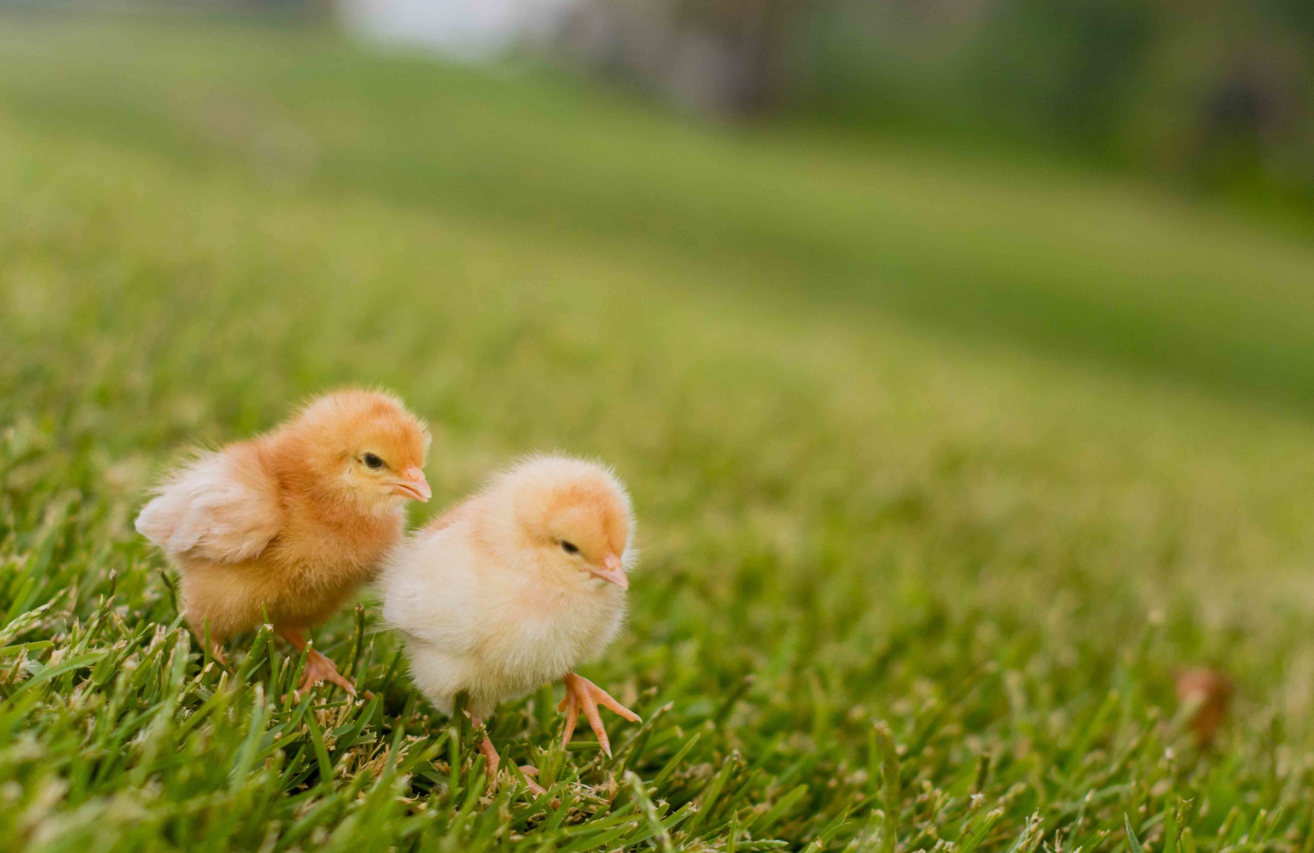 Chicks