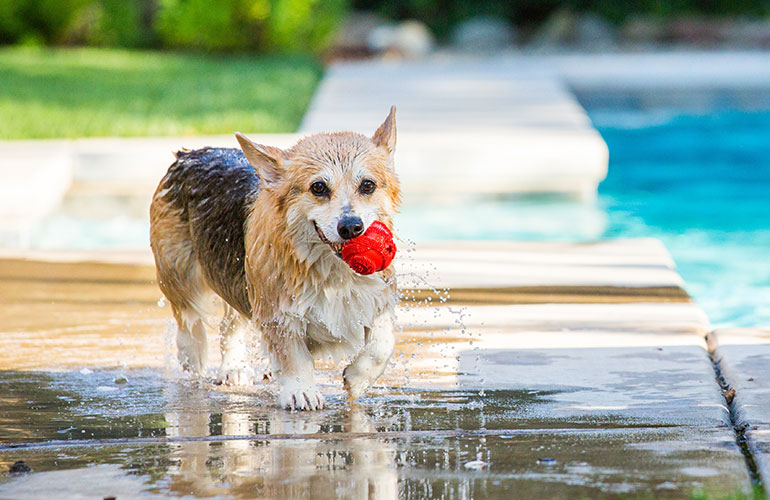 Meet this wet little corgi
