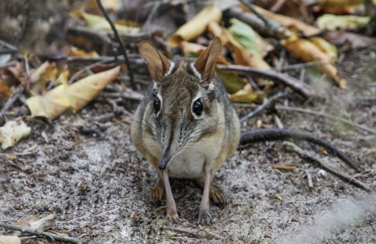 Golden-rumped elephant shrew (Rhynchocyon chrysopygus)