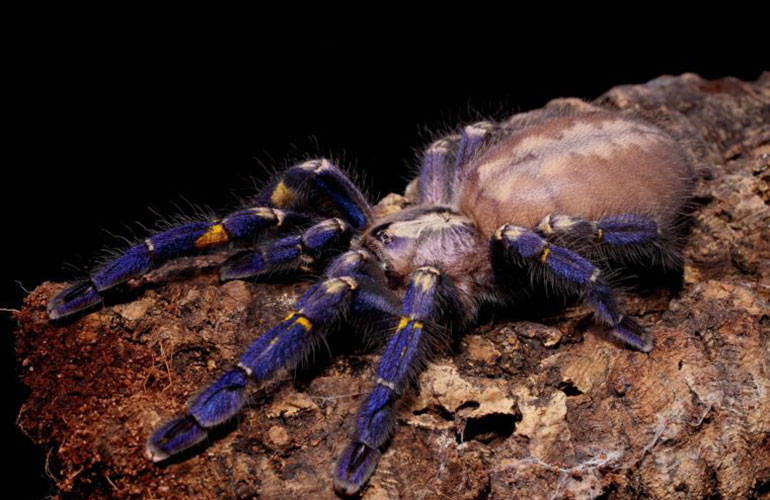 Peacock tarantula (Poecilotheria metallica)
