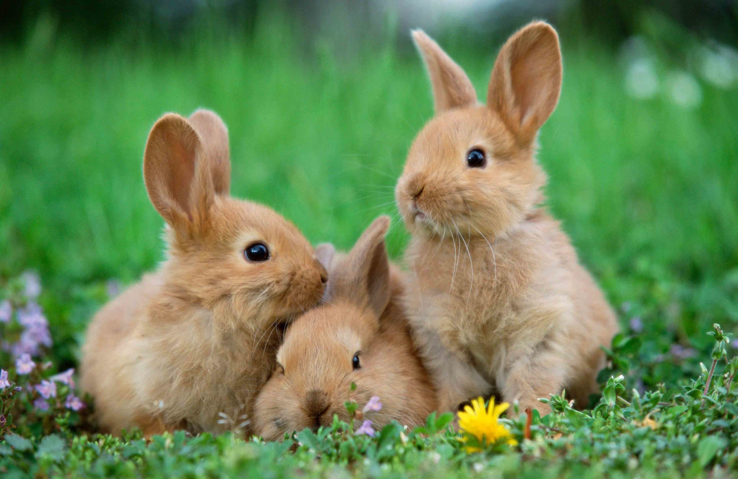 Rabbits