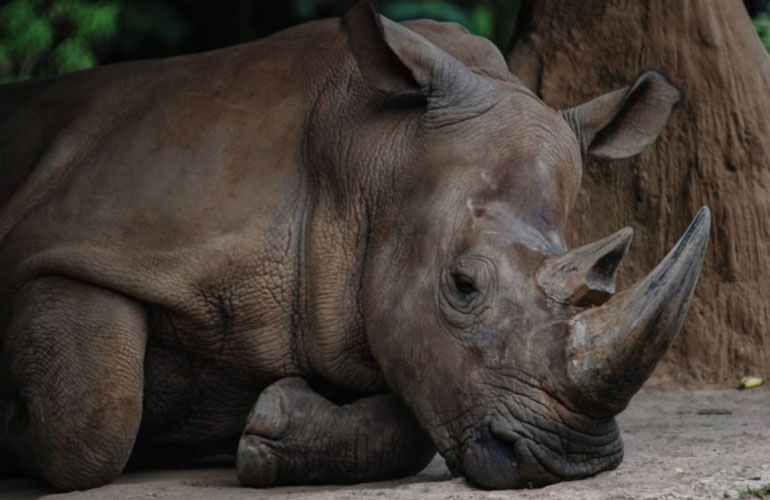Sumatran rhino