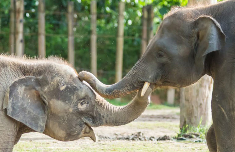 Borneo pygmy elephant