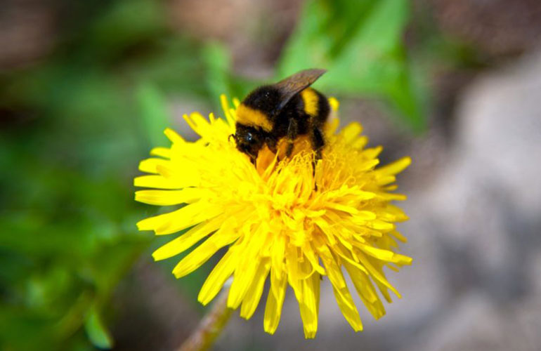 Rusty-patched Bumblebee (Bombus affinis)