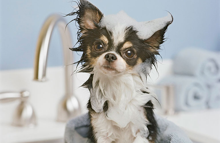 Meet this super cosy chihuahua