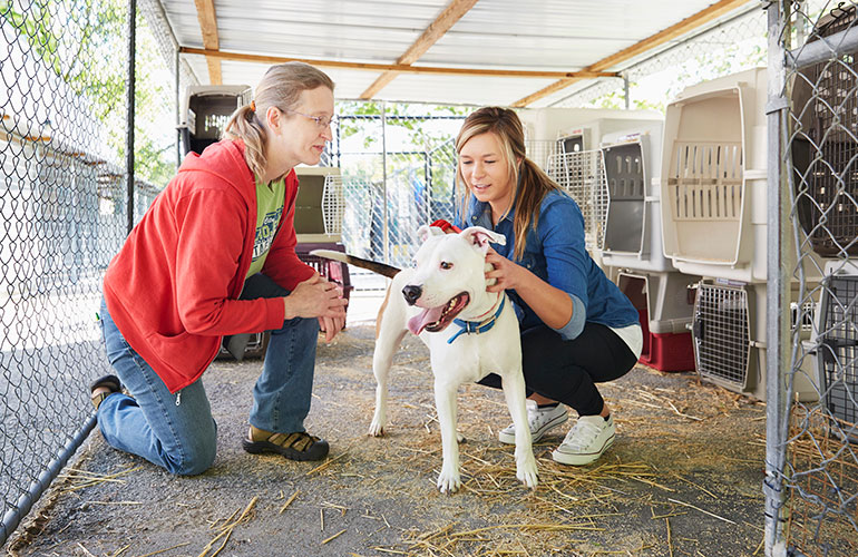 Animal shelters may need help again