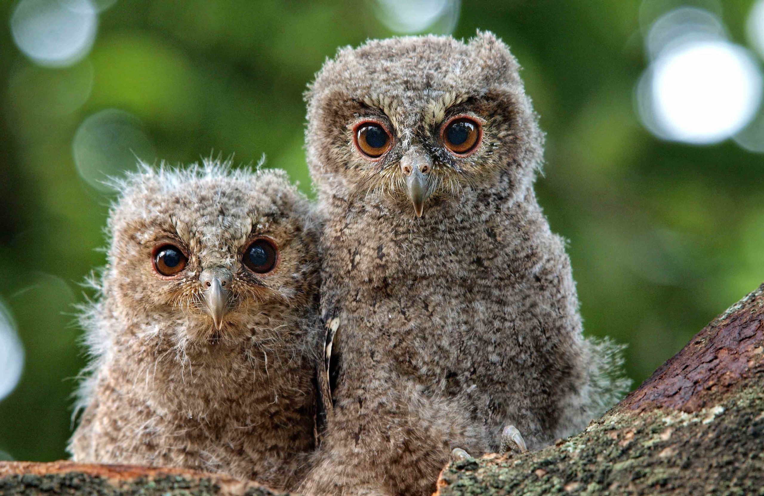 Owls