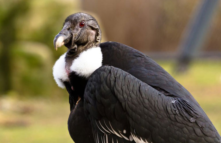White-rumped Vulture