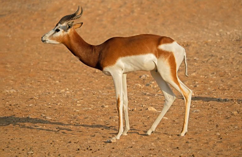 Dama gazelle (Nanger dama)