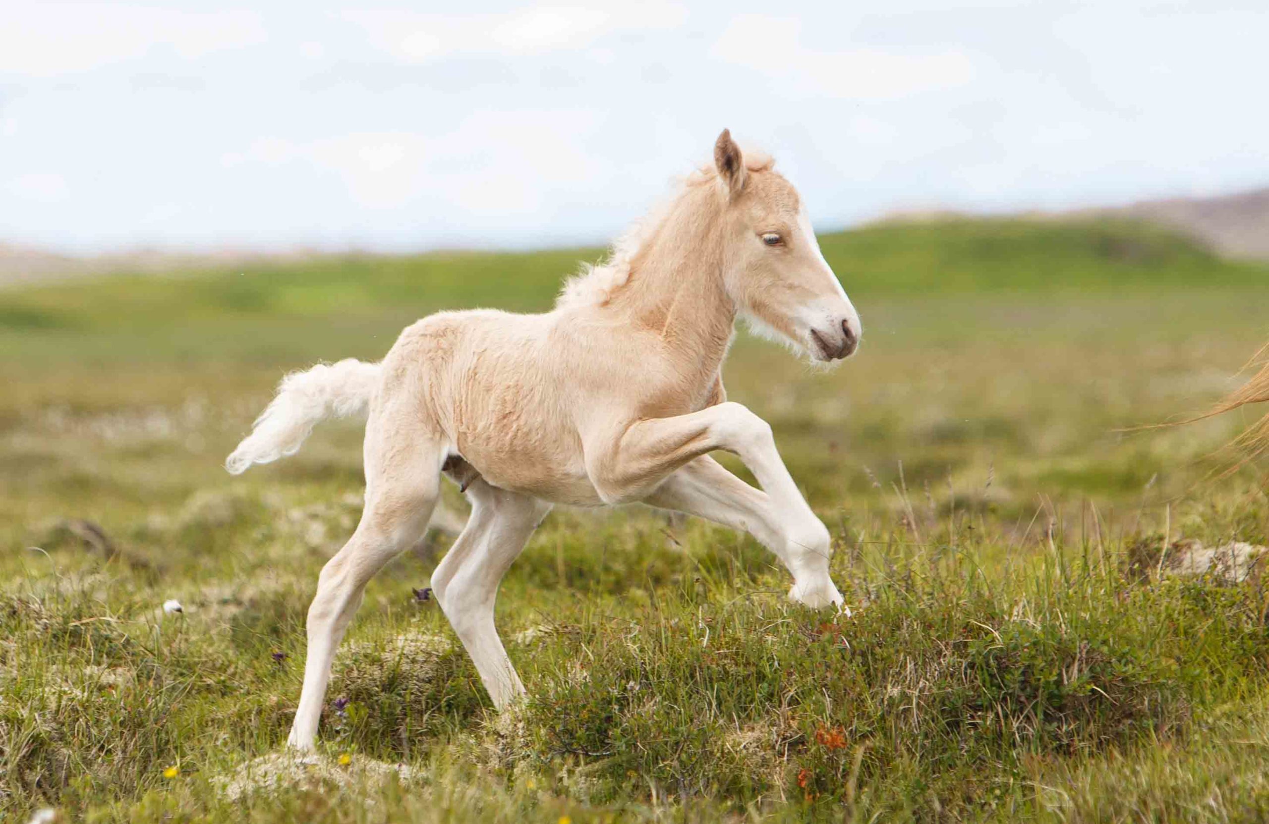 Horse