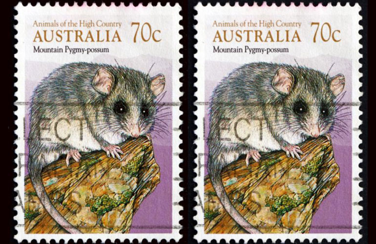 Mountain pygmy possum