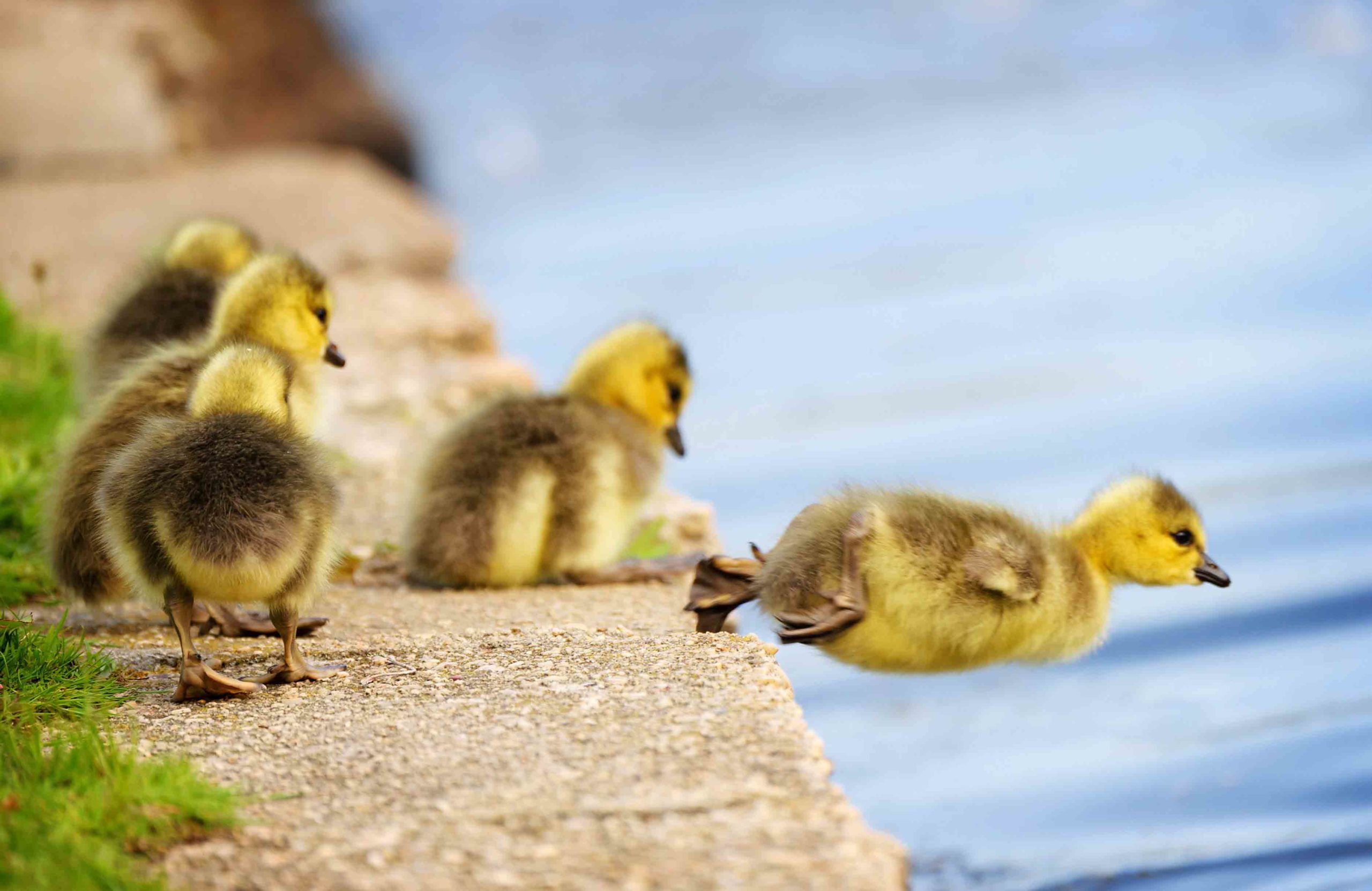 Geese