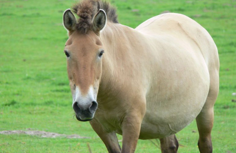 Przewalski's horse