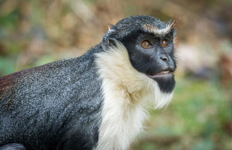 Diana monkey (Cercopithecus diana)
