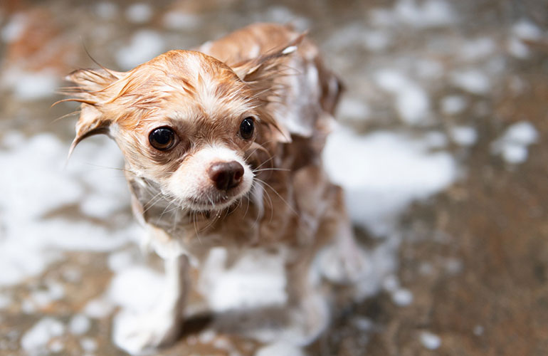 Meet this soapy chihuahua
