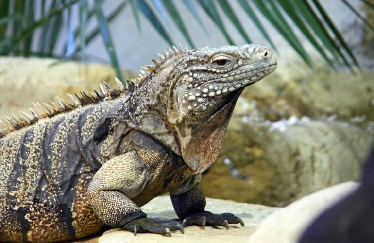 Cuban rock iguana (Cyclura nubila)
