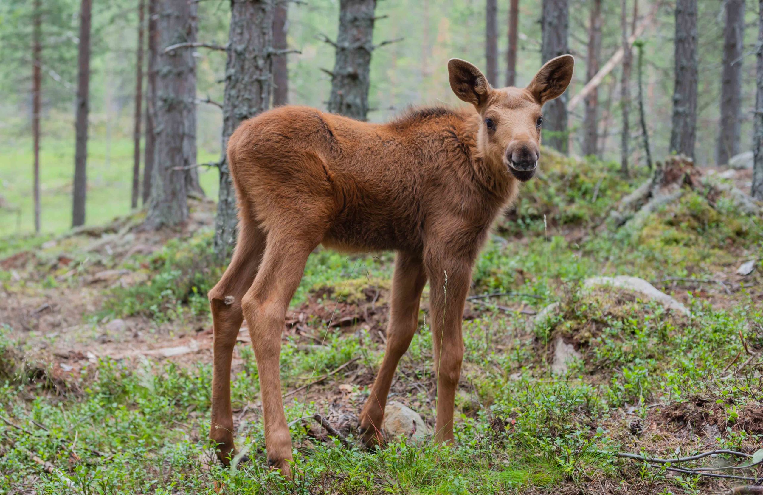 Moose