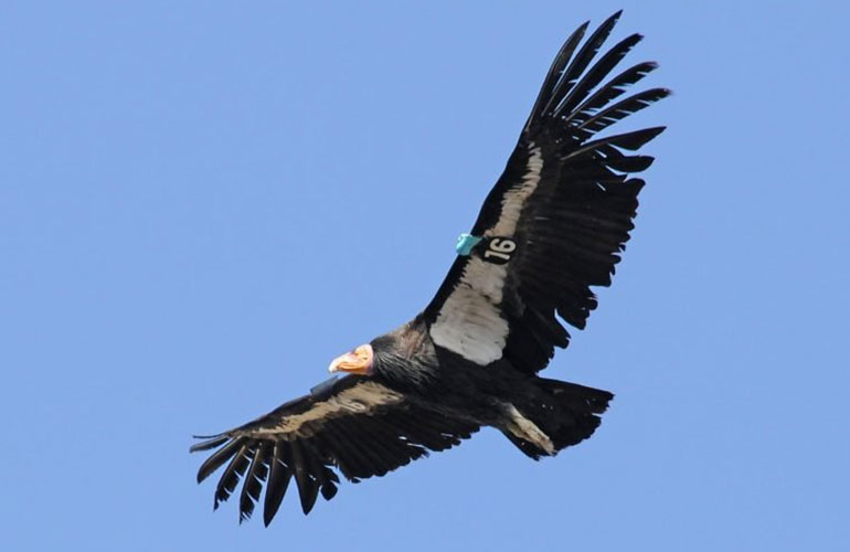 California Condor (Gymnogyps californianus)
