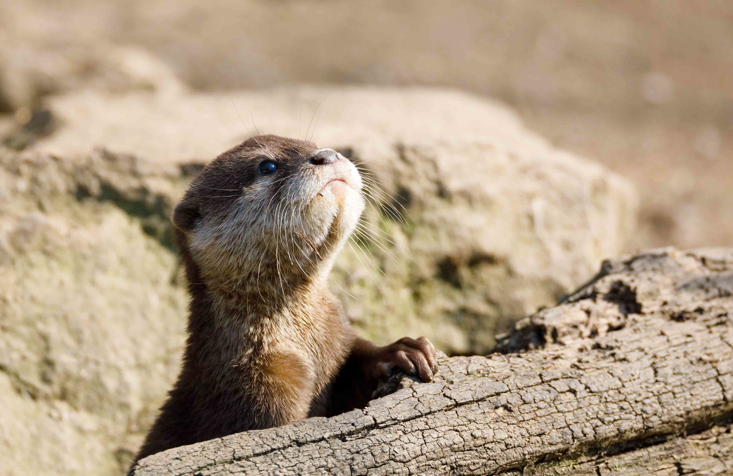 Otter