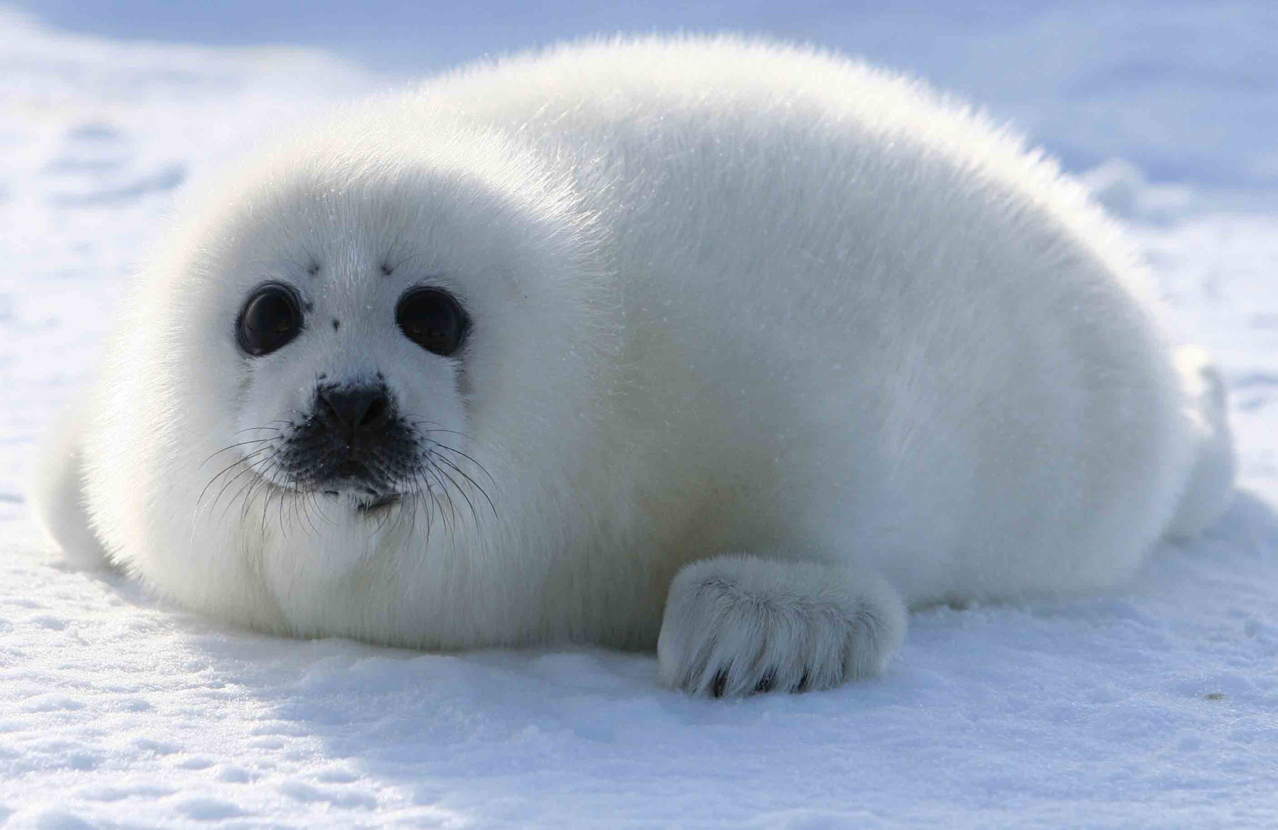 Seal