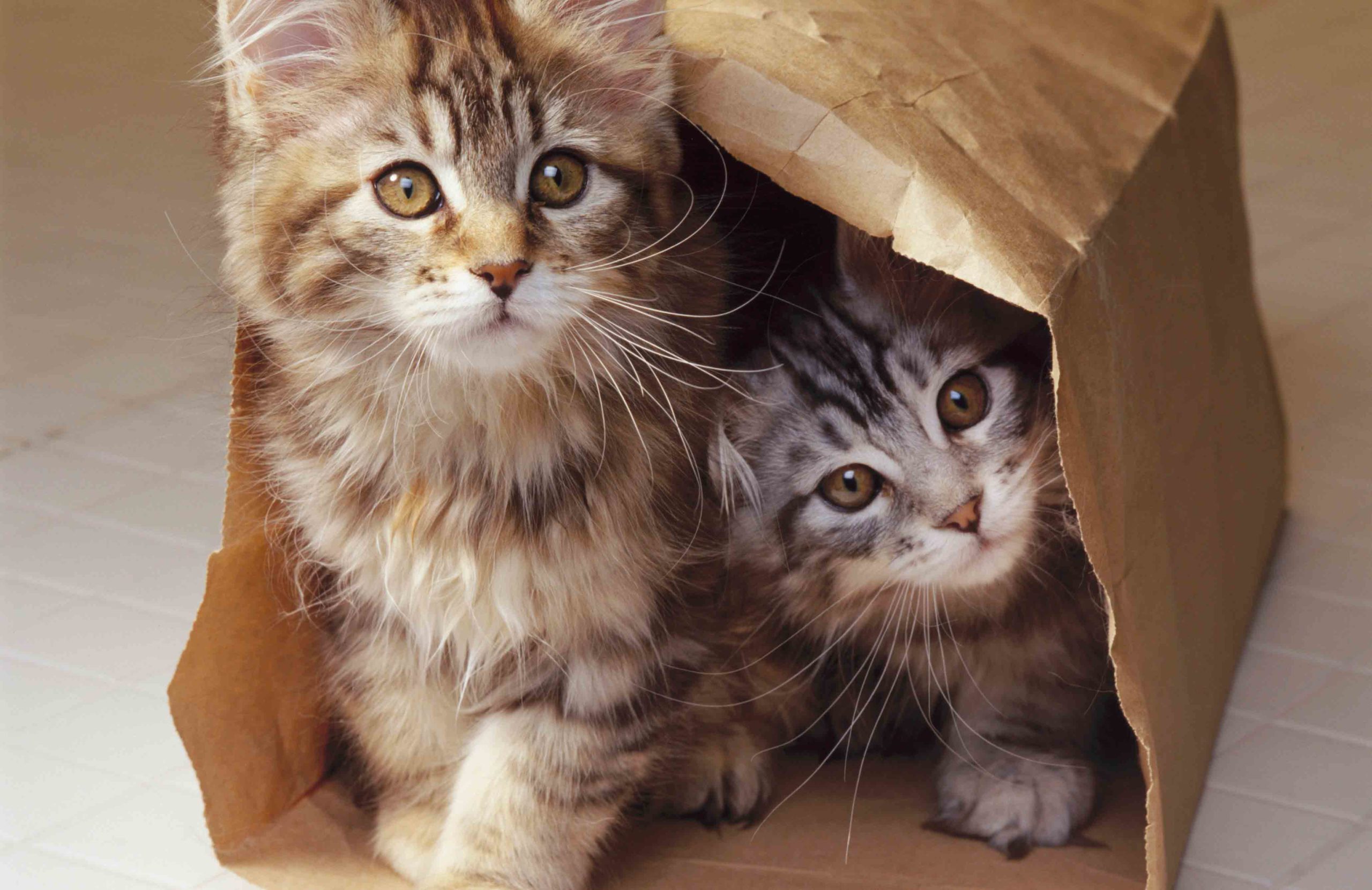 Kittens