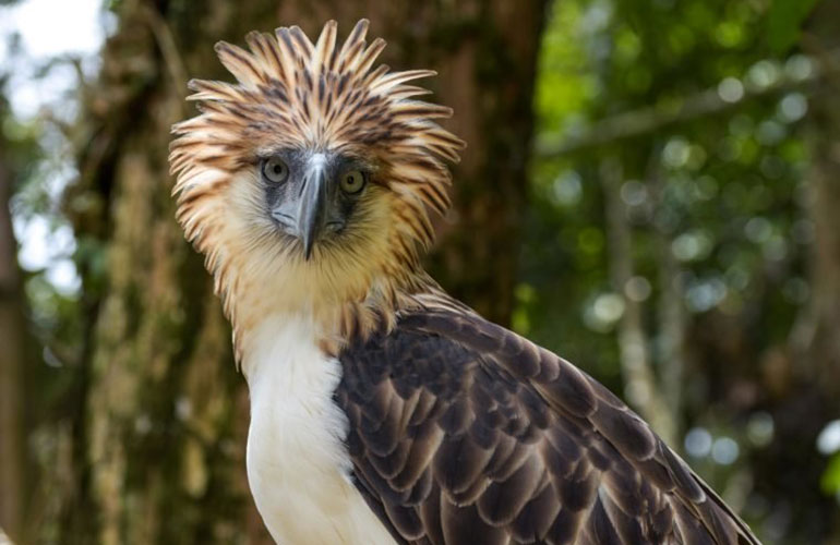 Philippine eagle (Pithecophaga jefferyi)