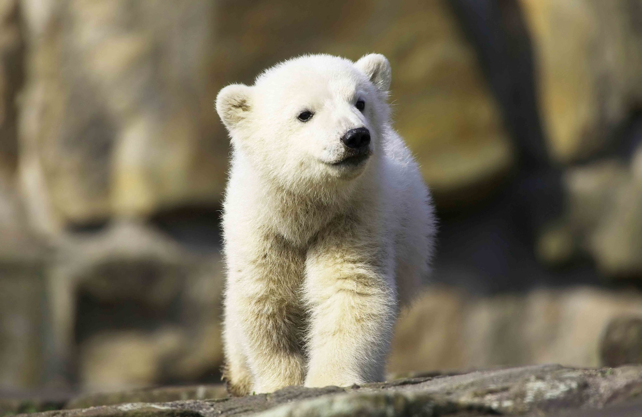 Polar bear