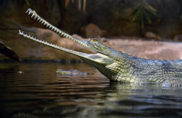 Gharial (Gavialis gangeticus)