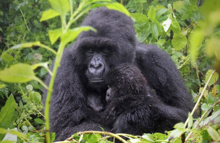 Mountain gorilla