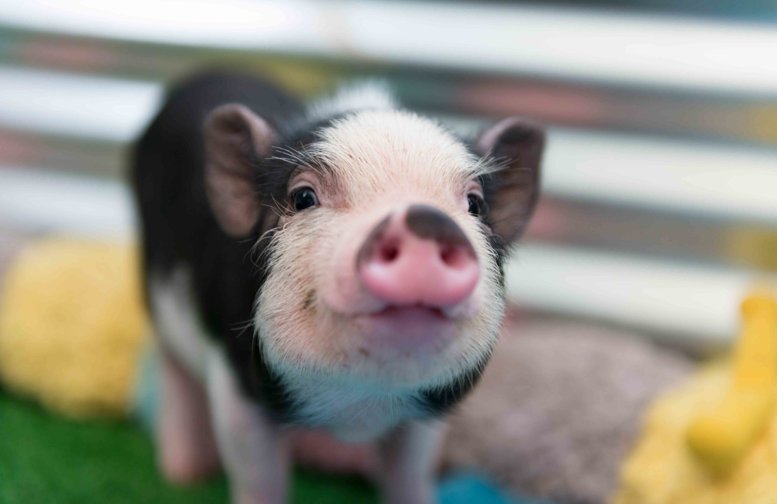Pig