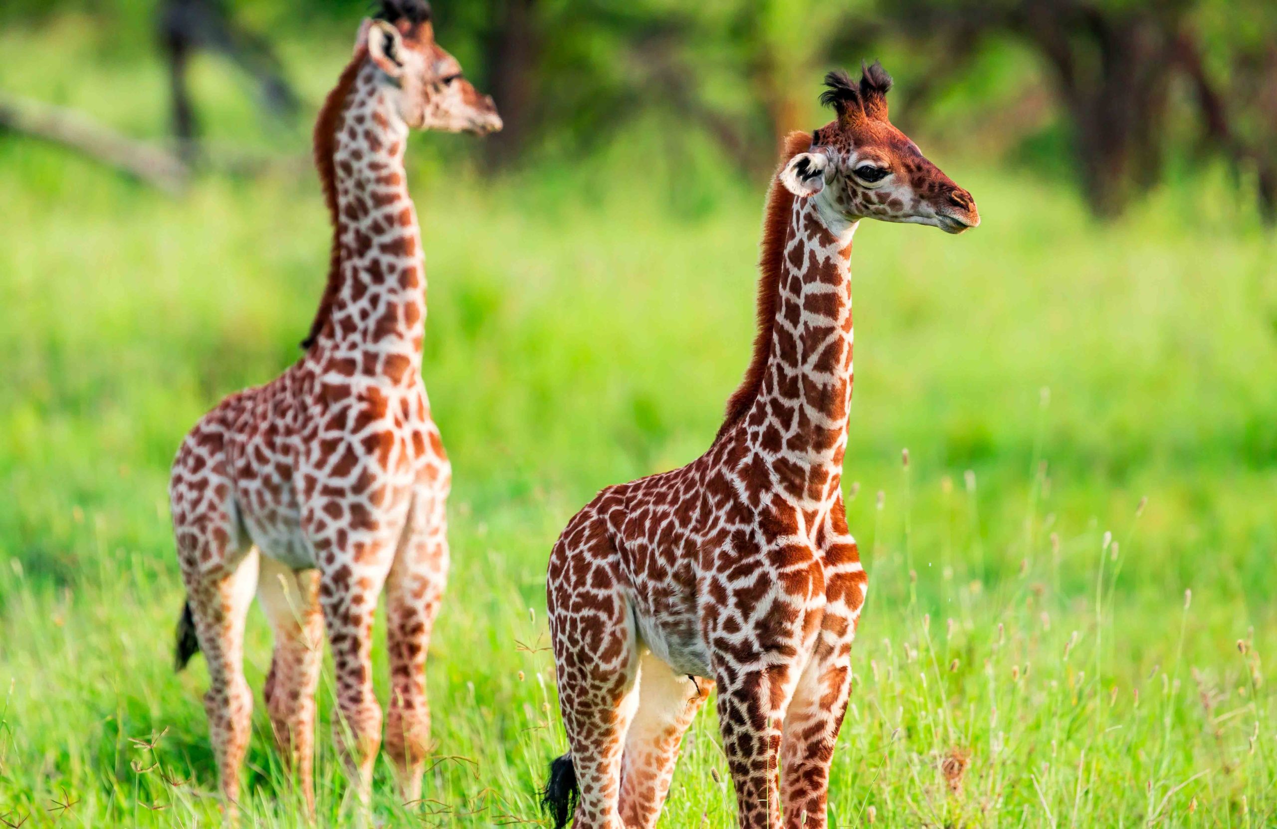 Giraffe